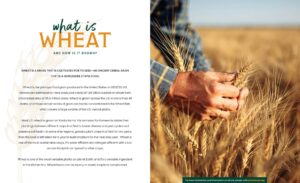 Gummies Weight Loss Scam